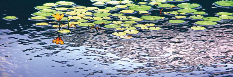 Water Lilies 8
