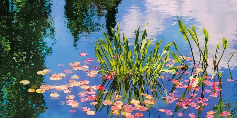 Water Lilies 10