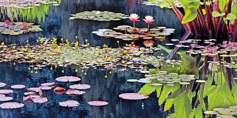 Water Lilies 11