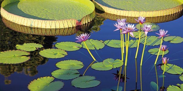 Water Lilies 12