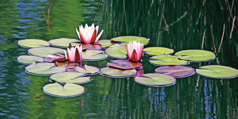 Water Lilies 13