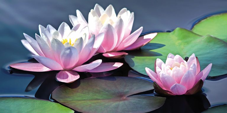 Water Lilies 14
