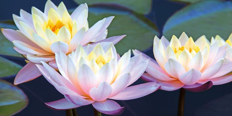 Water Lilies 15