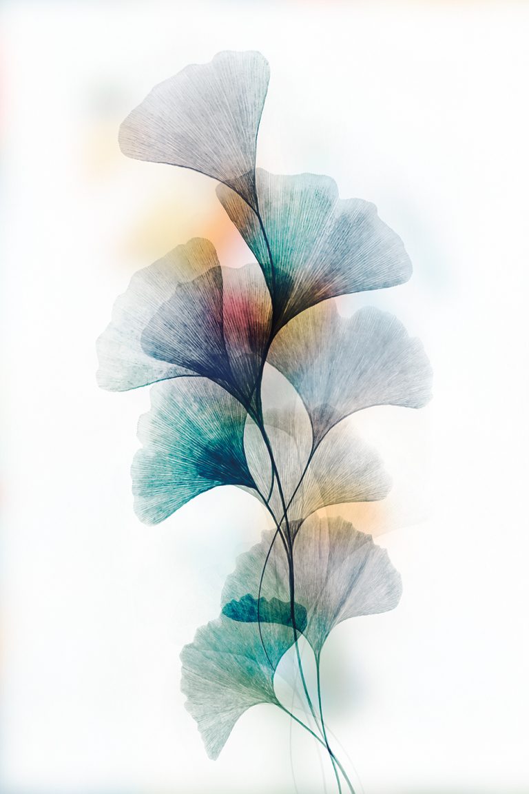 Colored Ginkgo