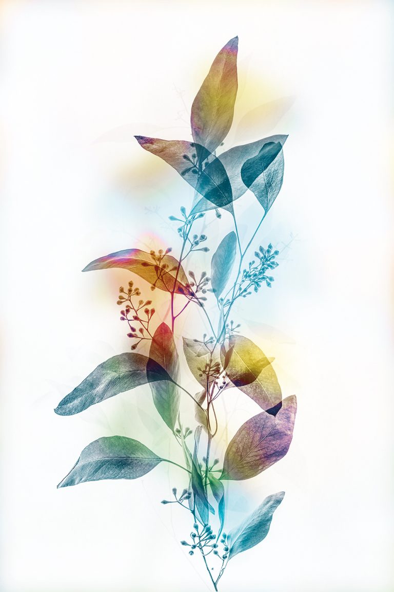Colored Eucalyptus 2