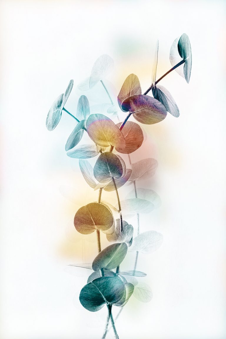 Colored Eucalyptus 1