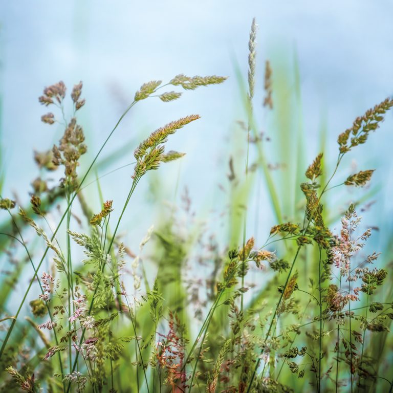 Field Grasses 3