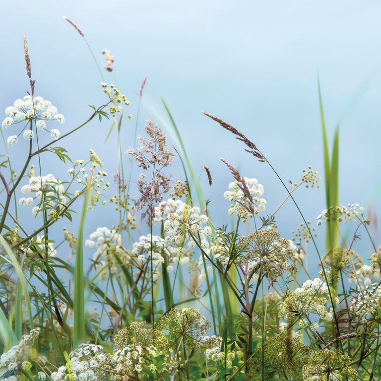 Field Grasses 2