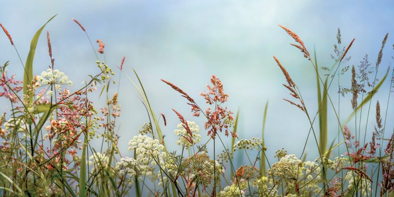 Field Grasses 1