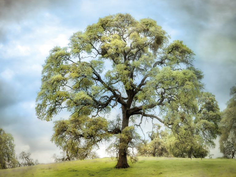 Hilltop Tree
