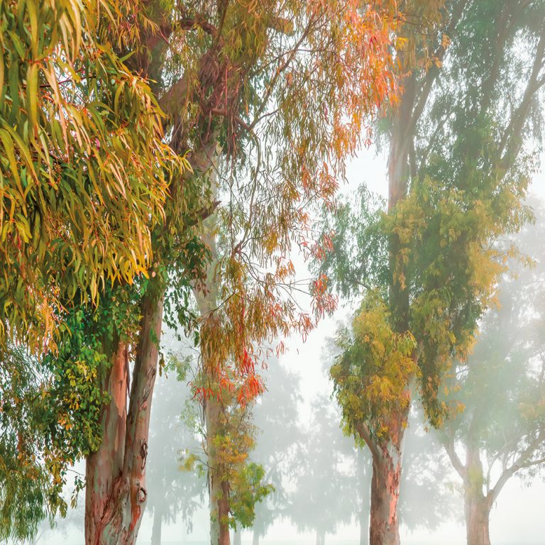 Eucalyptus Story 3