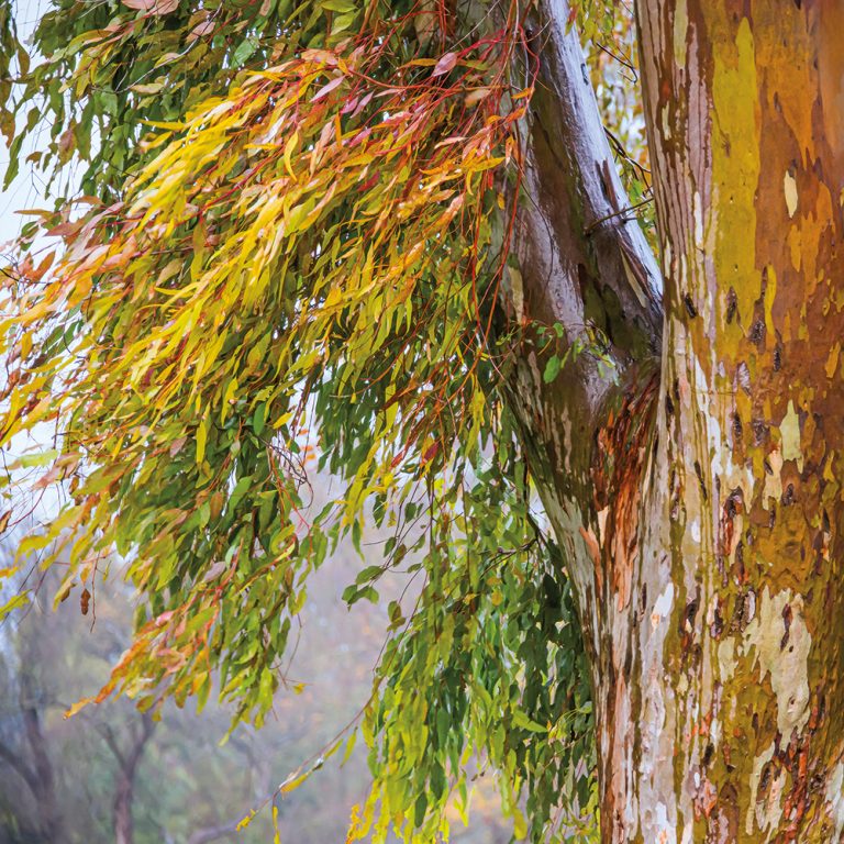 Eucalyptus Story 2