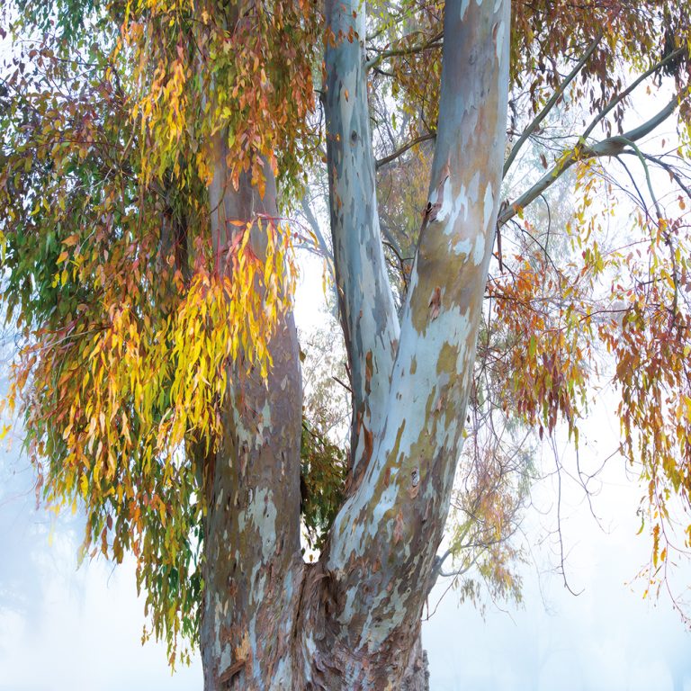 Eucalyptus Story 1