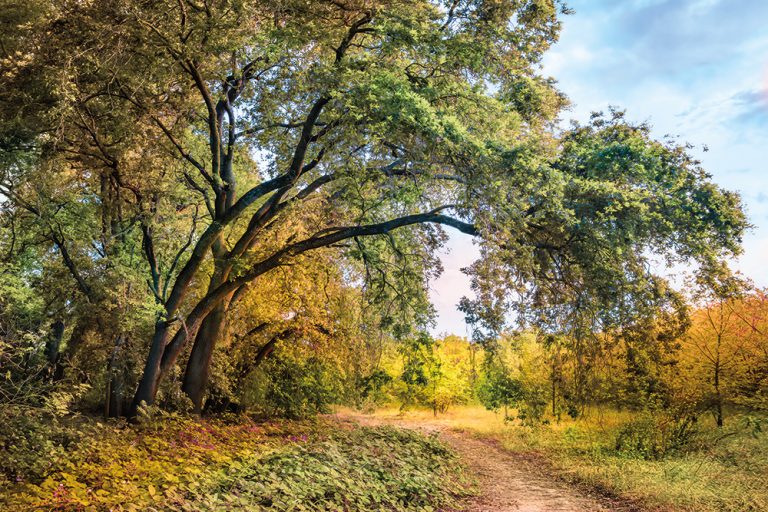 Woodland Path