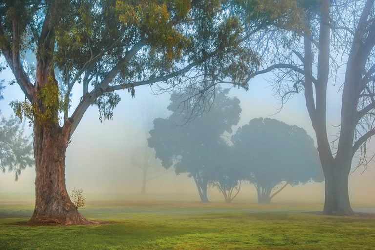 Morning Mist