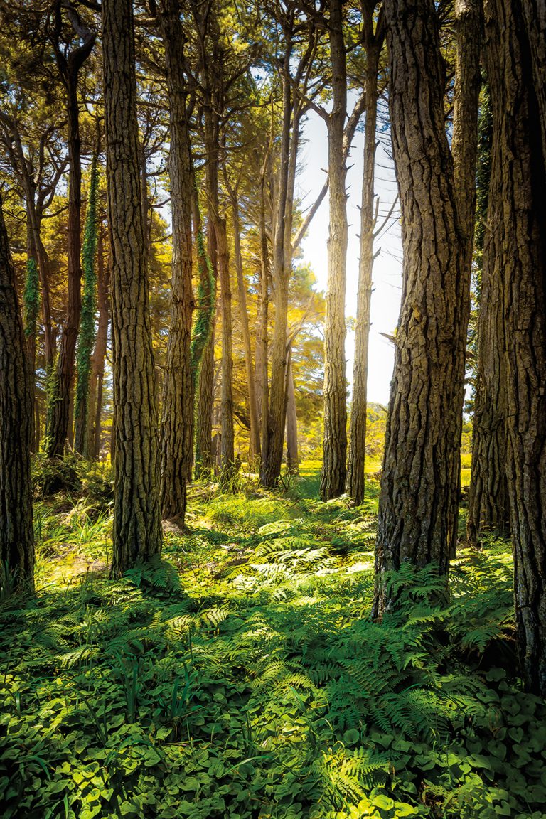 Woods and Ferns