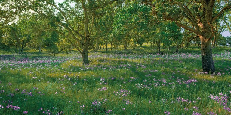Wildflower Bloom 1