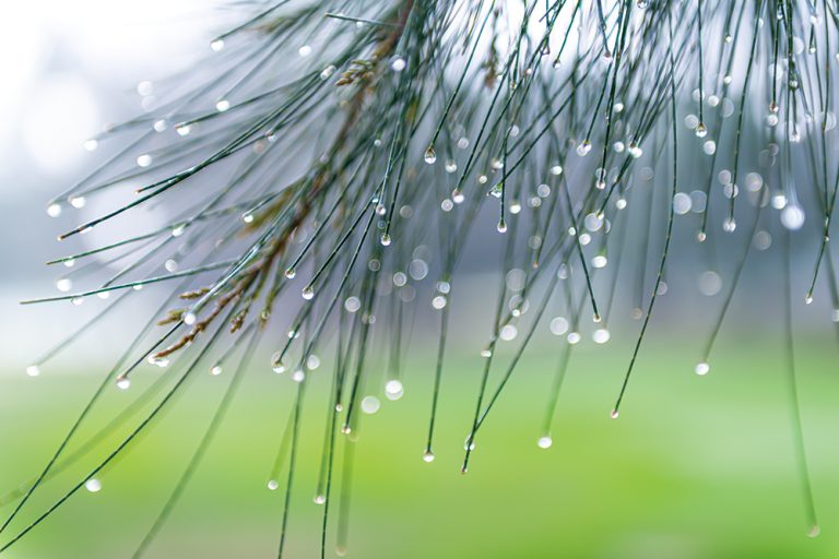 Dew Drops 2