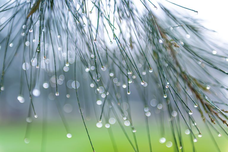 Dew Drops 1